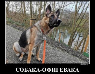 Собака офигевака