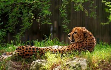 Дюссельдорф - Живое колесо